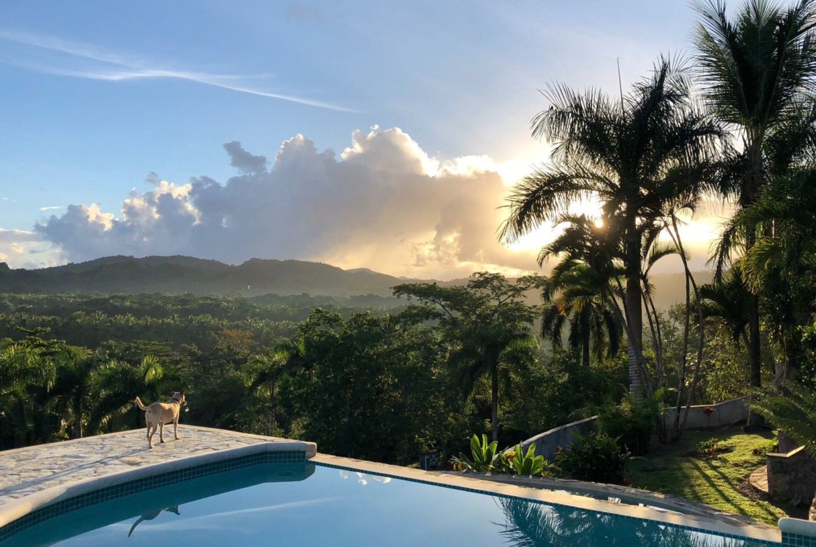 Perro junto a piscina al atardecer tropical