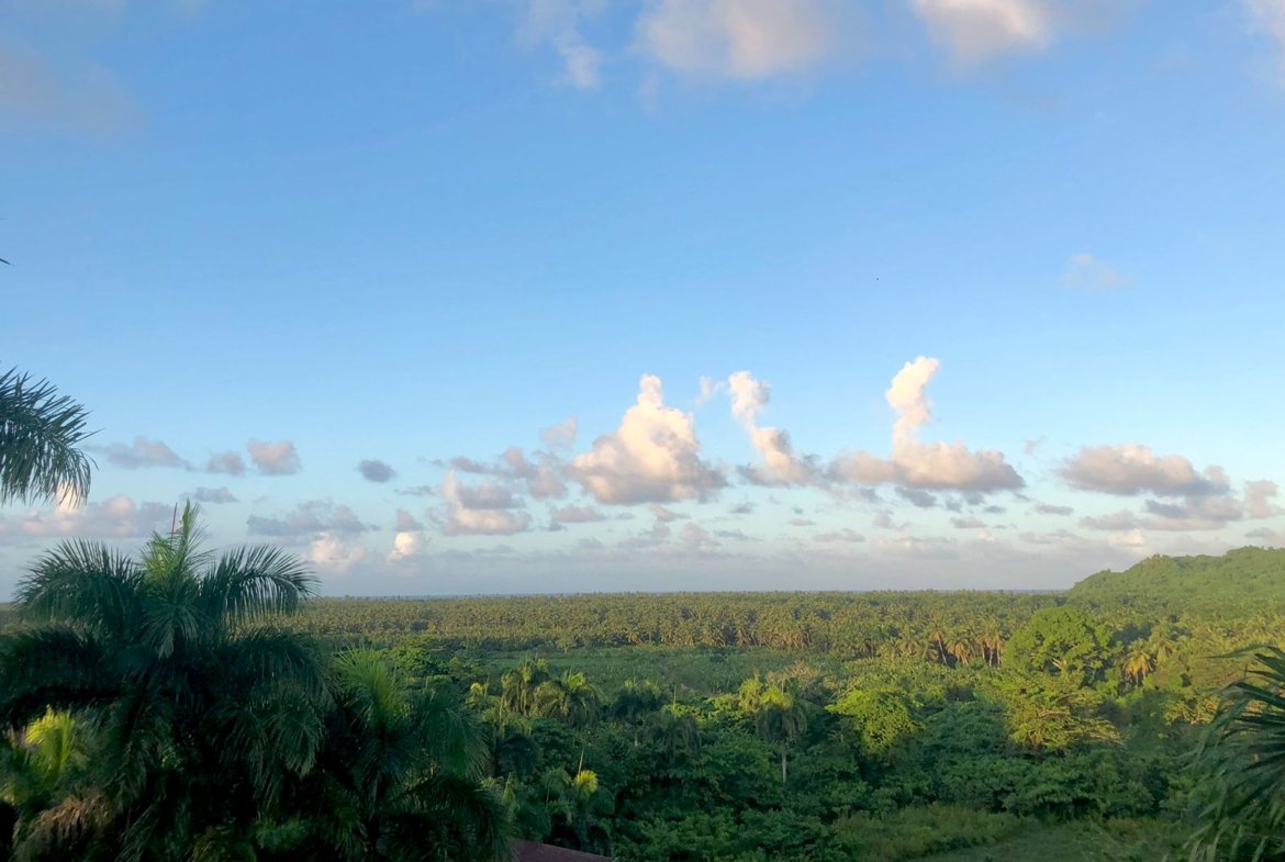 Paisaje tropical con palmeras y cielo azul