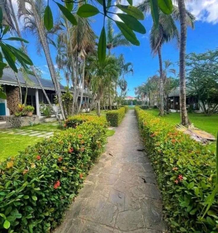 Sendero tropical con palmeras y setos verdes