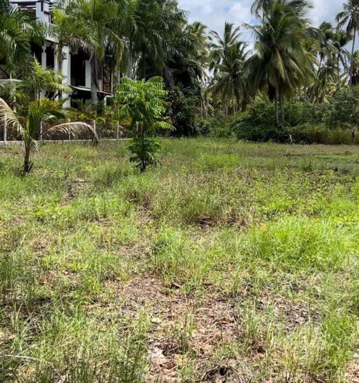 Terreno con palmeras junto a casa moderna